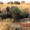Elefantes en hipopótamos en Serengueti
