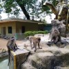 Macacos a deambular polo recinto das Covas
