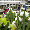 Mercado de flores de Todos os Santos na Ferrería 2021