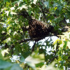 Retirada de un enjambre de abejas en la praza da Verdura