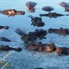 Hipopótamos nunha pucharca de Serengueti