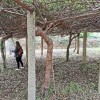 Personal de la EFA cuenta árboles de kiwis en el claustro de Santa Clara