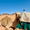 Desierto Wadi Rum