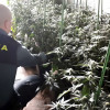 A Garda Civil incáutase de 400 plantas de marihuana nunha plantación "indoor" 