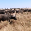 Búfalos en Serengueti