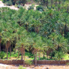 Palmeiral de Nefta