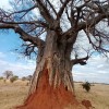 Gran termiteiro diante dun baobab en Tarangire