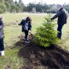 Plantación das primeiras árbores do bosque de Nadal de Tomeza