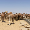 Rabaño de dromedarios no deserto