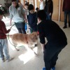 O alumnado traballando cos animais de terapia