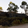 Terrenos devorados por el fuego en el monte de A Fracha