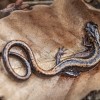 Chioglossa Lusitanica (salamandra "rabilonga"), 
