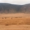 Manda de ñus nunha chaira de Ngorongoro