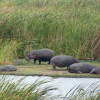 Hipopótamos en Ngorongoro