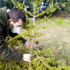Plantación das primeiras árbores do bosque de Nadal de Tomeza