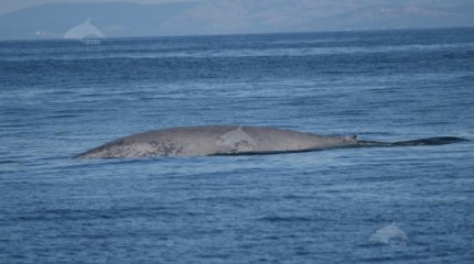 Avistan unha gran balea azul fronte á illa de Ons