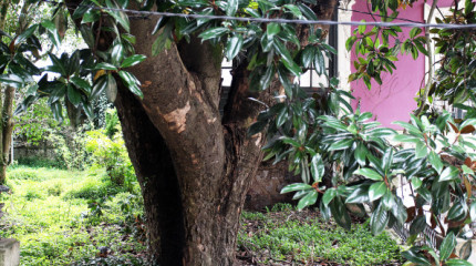 O magnolio de Méndez Núñez, en perigo