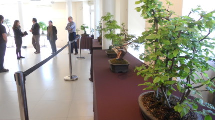 Exposición de bonsáis en el Casino Mercantil